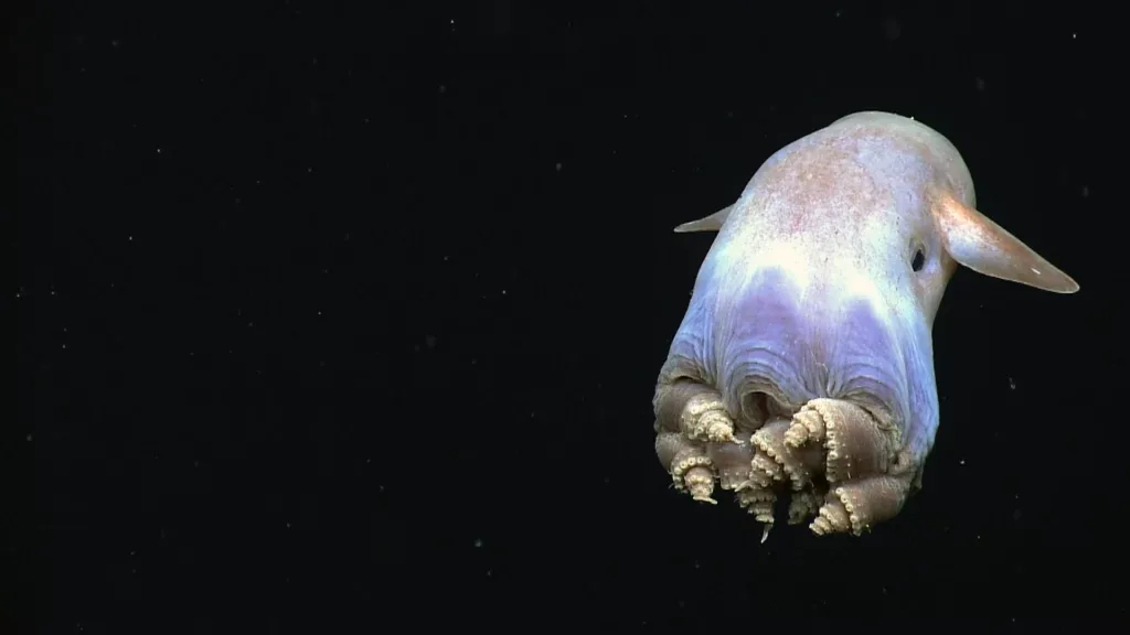 Dumbo octopus