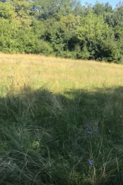 Poiana Rotundă, kružna čistina u šumi Hoia-Baciu.