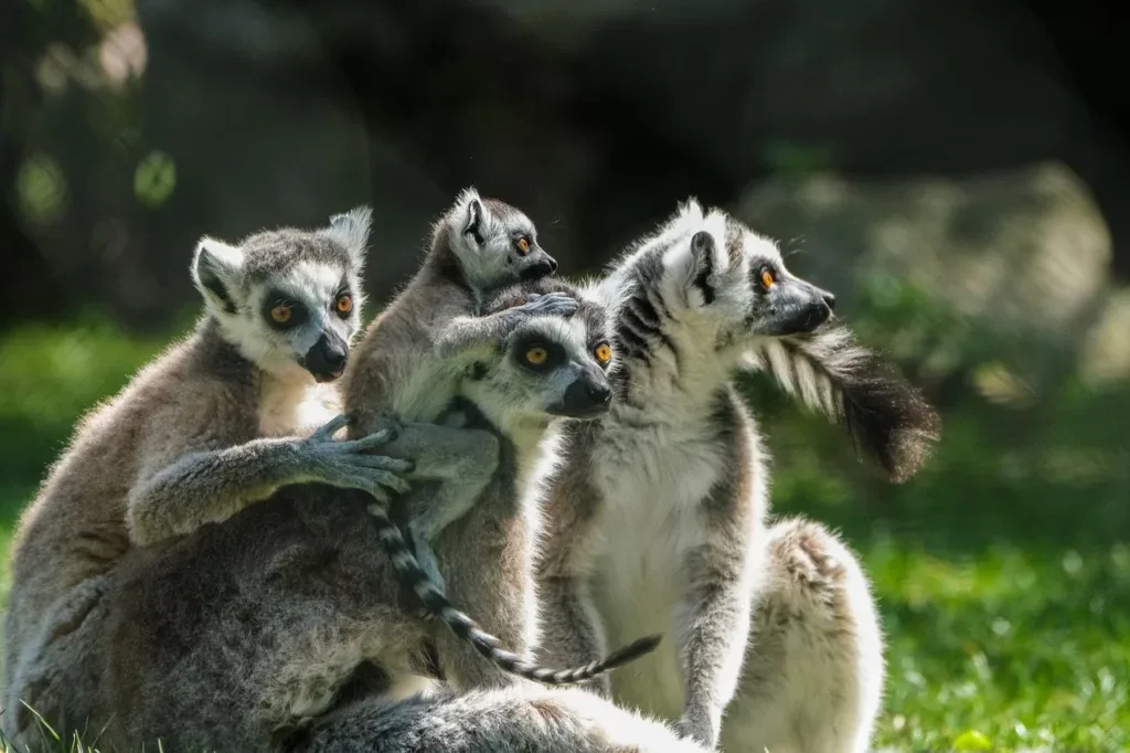 Lemuri