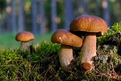 Naučnik tvrdi: Gljive "razgovaraju" jedna s drugom na jeziku od 50 riječi
