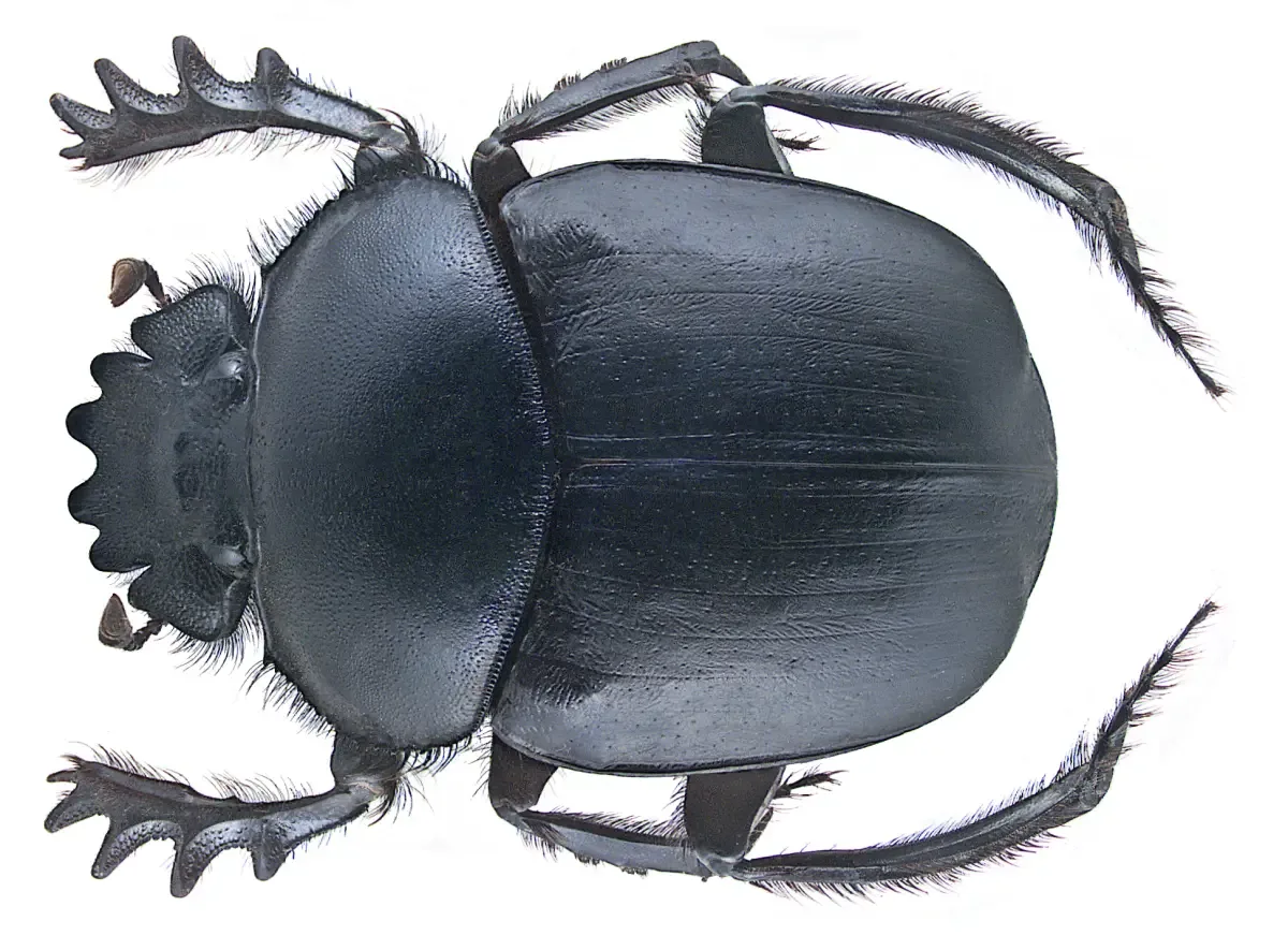 Sveti skarabej (Scarabaeus sacer) na pijesku